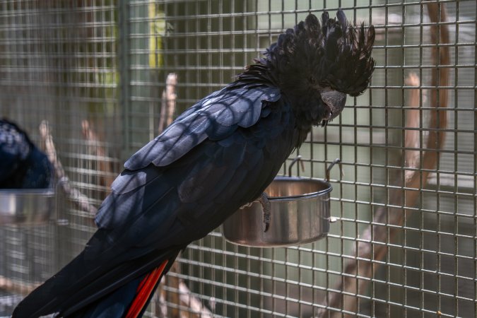 Cockatoo in cage