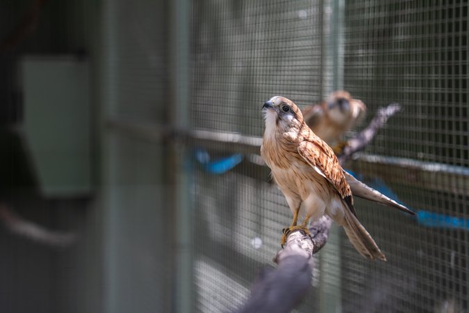 Hawk in cage