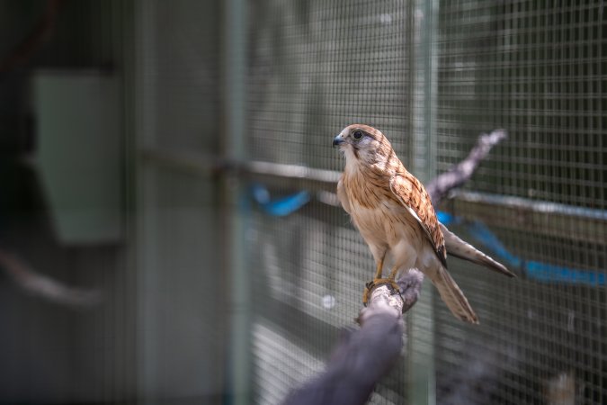 Hawk in cage