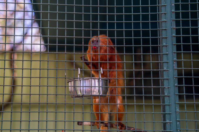 Golden Tamarin in cage