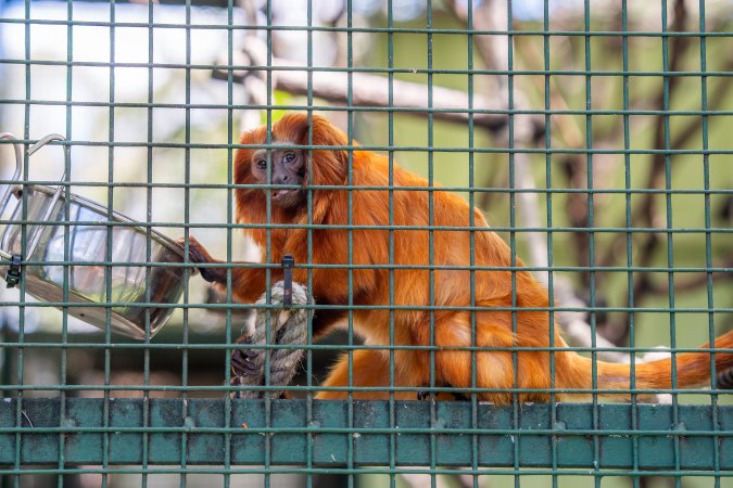Golden Tamarin in cage