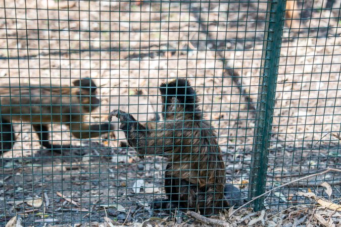 Capuchin monkey cage