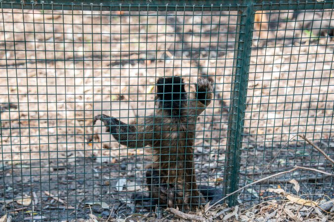 Capuchin monkey cage