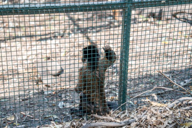 Capuchin monkey cage