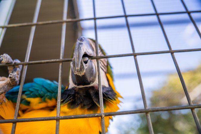 Blue and yellow macaw pecks at bars