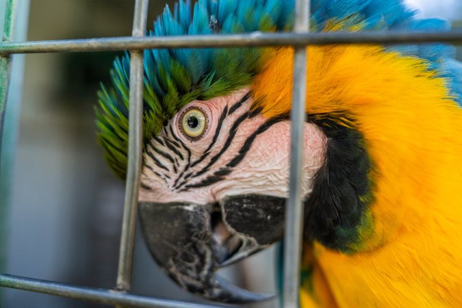 Blue and yellow macaw in enclosure
