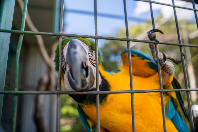 Blue and yellow macaw reaches beak through bars