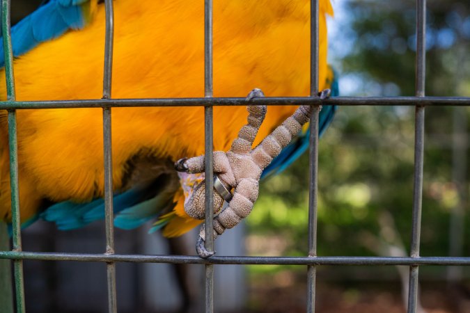 Blue and yellow macaw with ring on foot