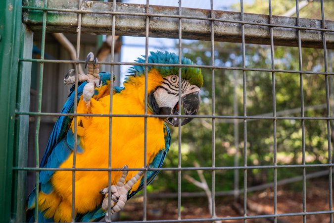 Blue and yellow macaw clings to bars