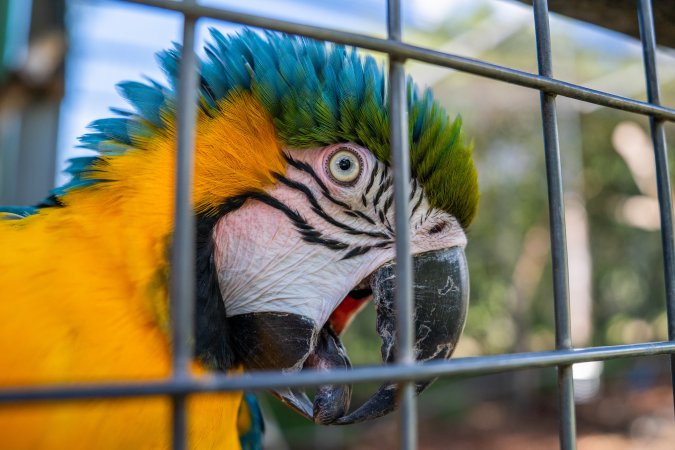 Blue and yellow macaw in enclosure