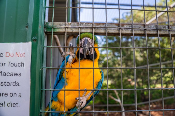 Blue and yellow macaw clings to bars