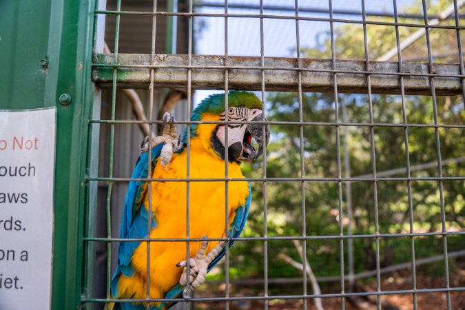 Blue and yellow macaw clings to bars