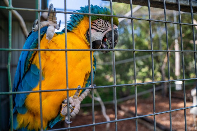 Blue and yellow macaw clings to bars