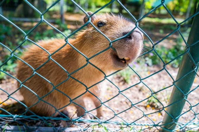 Capybara chews fence