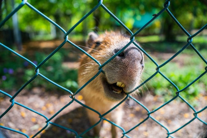 Capybara chews fence