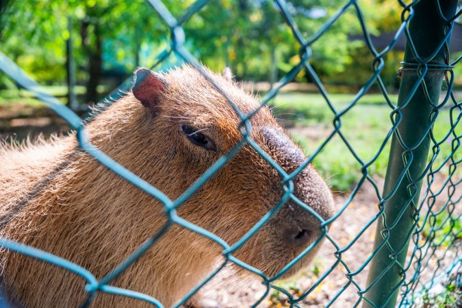 Capybara behind fence