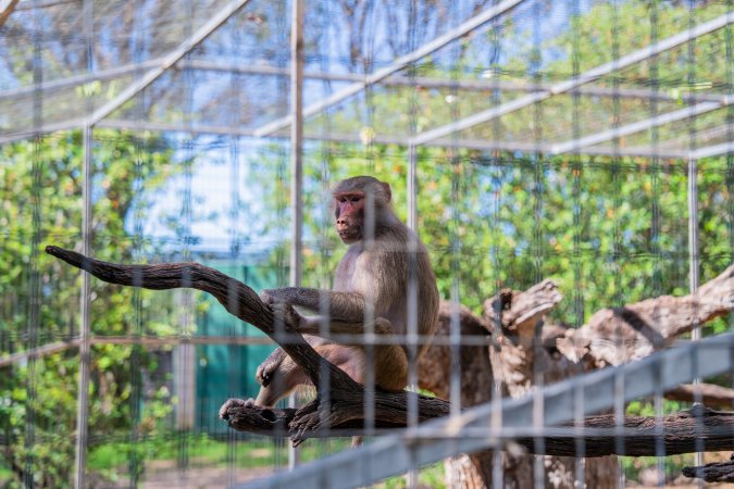 Baboon behind bars