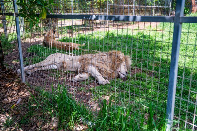 Lion and lioness in enclosure