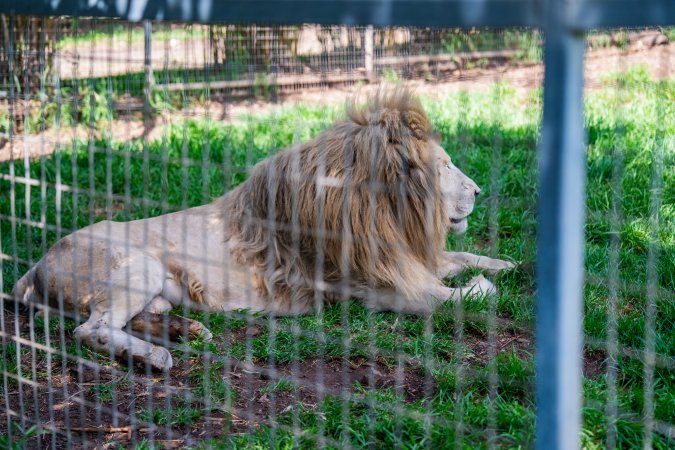 Lion in enclosure
