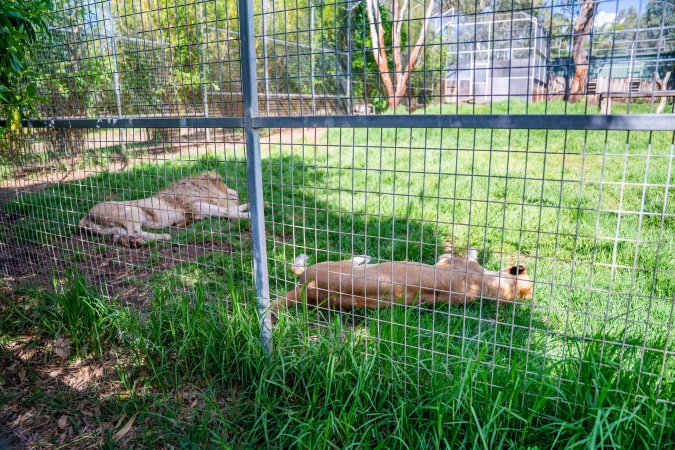 Lion and lioness in enclosure