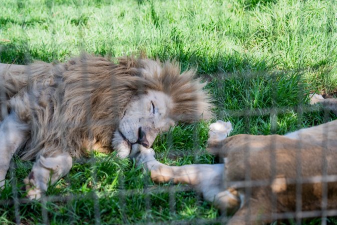 Lion and lioness sleeping in enclosure