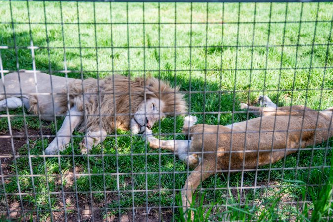 Lion and lioness sleeping in enclosure