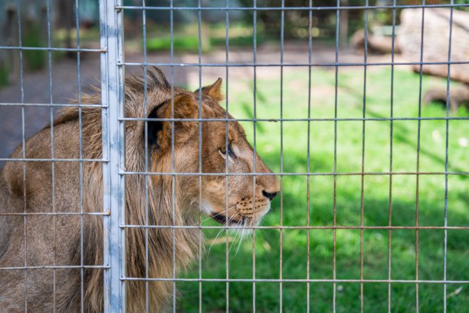 Young lion behind bars