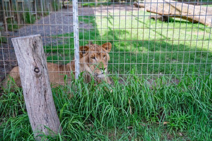 Young lion behind bars