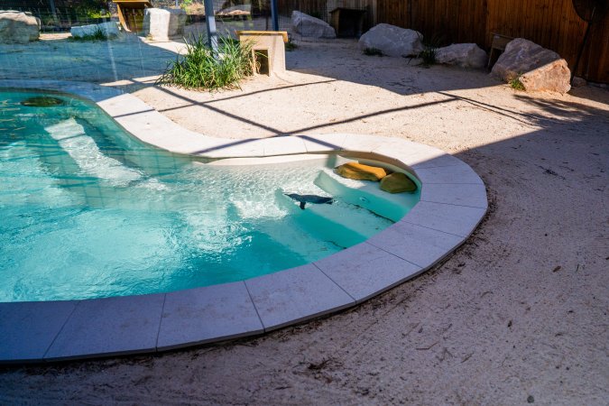 Penguin pool