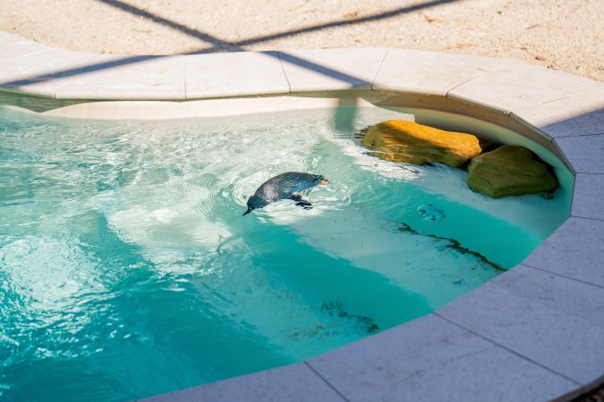 Penguin pool