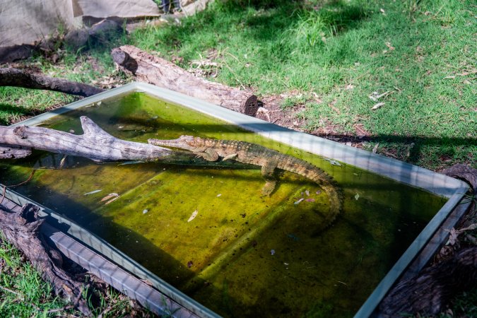 Alligator in shallow pond