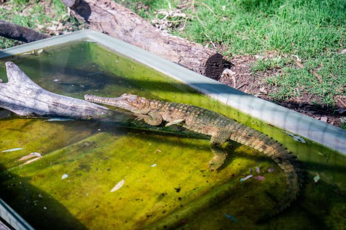 Alligator in shallow pond