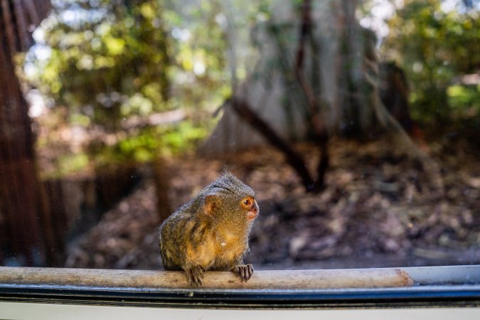 Pygmy marmoset behind glass