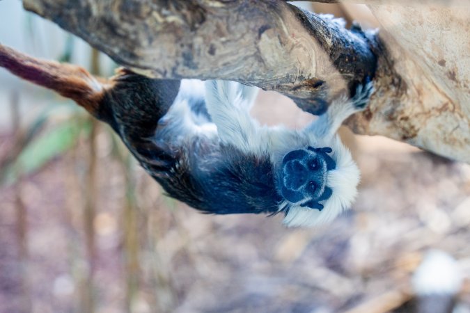 Tamarin hangs from tree behind glass