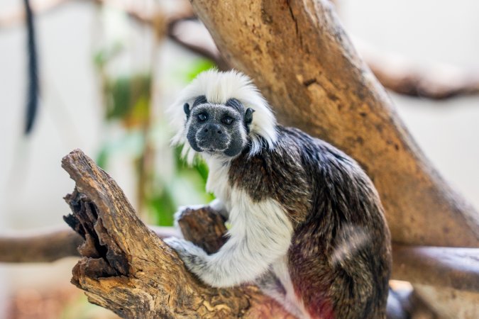Tamarin in tree behind glass