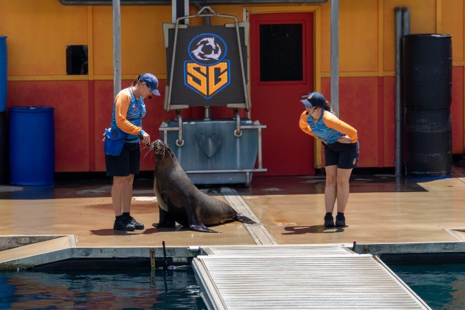 Seal show at Sea World