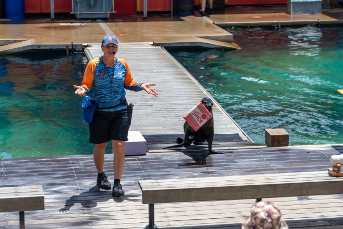 Seal show at Sea World