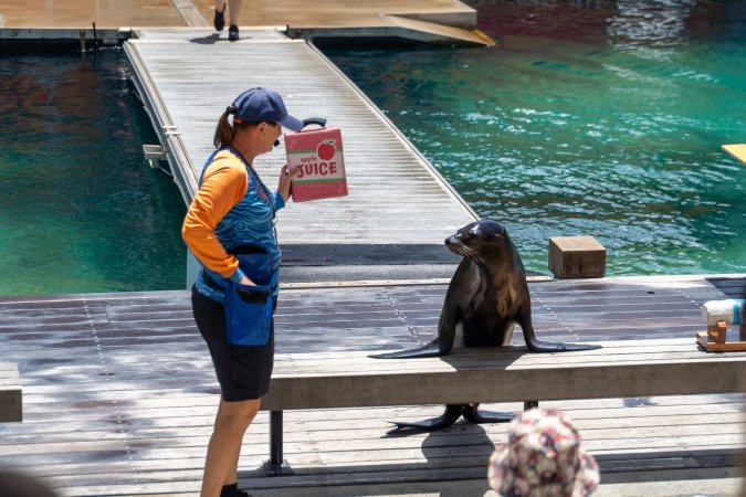 Seal show at Sea World