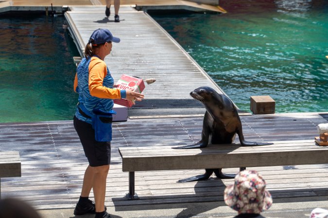Seal show at Sea World