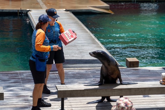Seal show at Sea World