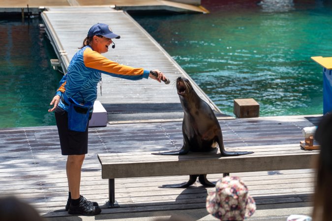 Seal show at Sea World