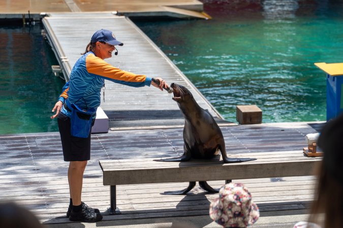 Seal show at Sea World