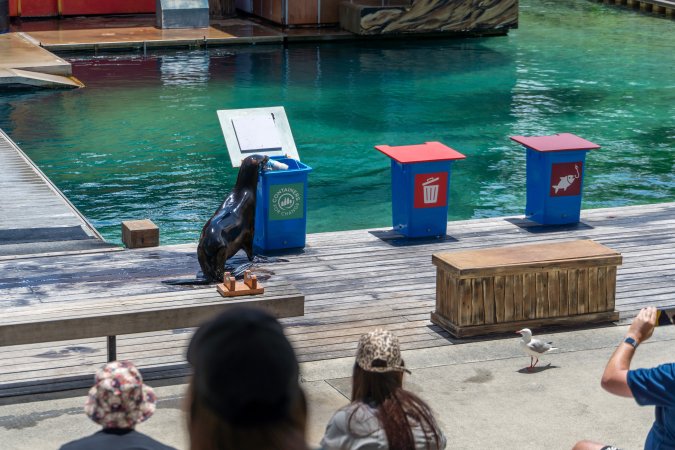 Seal show at Sea World