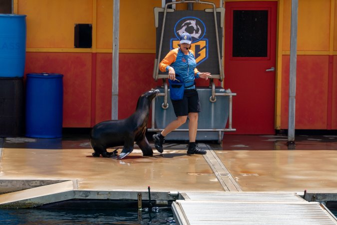 Seal show at Sea World