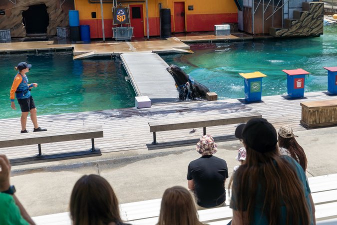Seal show at Sea World