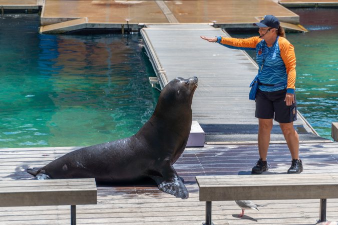 Seal show at Sea World