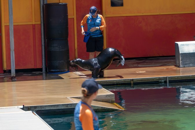 Seal show at Sea World