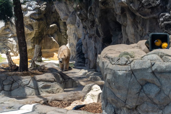 Captive polar bear at Sea World