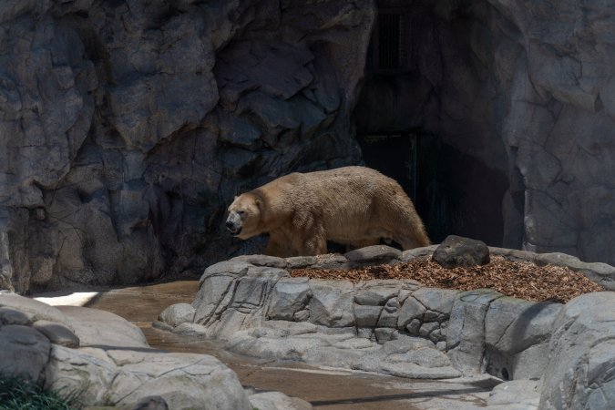 Captive polar bear at Sea World