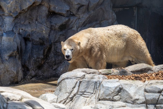 Captive polar bear at Sea World
